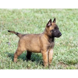 Conclusion-For-Belgian-Malinois-Puppies-in-New-York-Top-6-Breeder