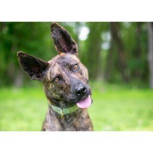 Conclusion-For-Belgian-Malinois-vs-Dutch-Shepherd