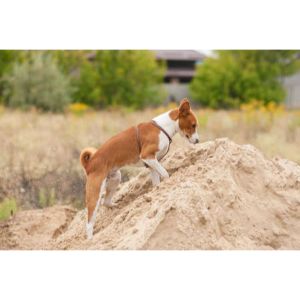 Conclusion-For-Best-Basenji-Breeders-in-Georgia