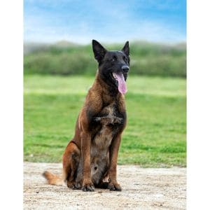 Conclusion-For-Best-Belgian-Malinois-Rescues-in-The-USA