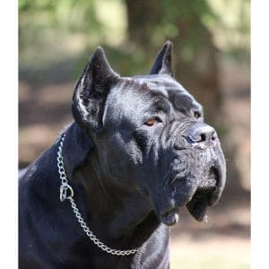 Conclusion-For-Best-Cane-Corso-Breeders-in-The-USA