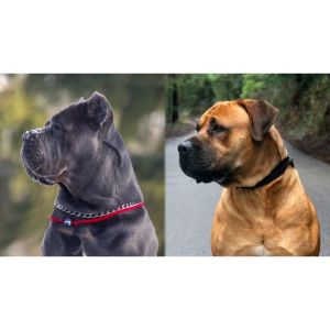 Conclusion-For-Boerboel-vs-Cane-Corso