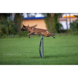 Conclusion-For-Can-Belgian-Malinois-Jump