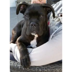Conclusion-For-Cane-Corso-Adoption-–-Top-Rescues-in-The-USA