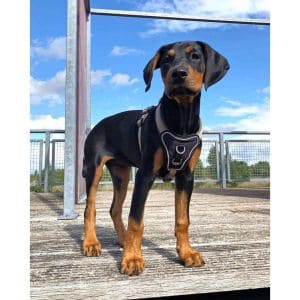 Conclusion-For-Cane-Corso-Doberman-Mix-The-Ultimate-Breed-Guide