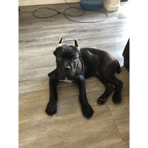 Conclusion-For-Cane-Corso-Ear-Crop-Styles