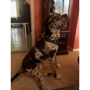 Conclusion-For-Cane-Corso-Great-Dane-Mix