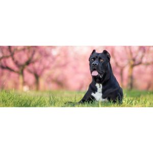 Conclusion-For-Cane-Corso-Growth-Chart-–-How-Big-Will-Your-Dog-Get
