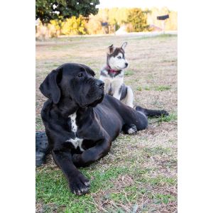 Conclusion-For-Cane-Corso-Husky-Mix-The-Best-Breed-Guide