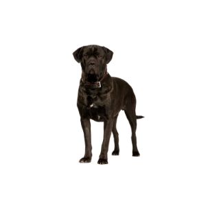 Conclusion-For-Cane-Corso-Lifespan-How-Long-Do-They-Live