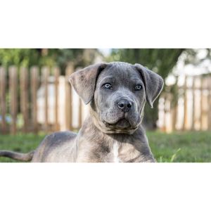 Conclusion-For-Cane-Corso-Tails-–-To-Dock-or-Not-To-Dock