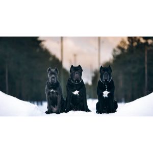 Conclusion-For-Cane-Corso-in-The-Snow-Can-They-Handle-Cold-Weather