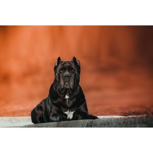 Conclusion-For-Cheap-Cane-Corso-Puppies-For-Sale-Top-Breeders