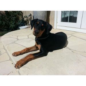 Conclusion-For-Doberman-Belgian-Malinois-Mix-Guide