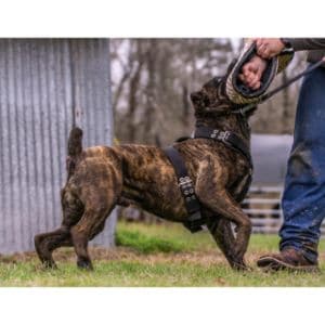 Conclusion-For-Does-a-Cane-Corso-Shed