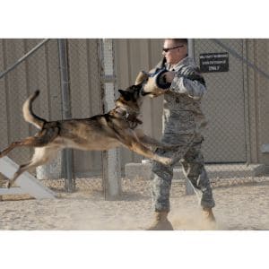 Conclusion-For-How-Belgian-Malinois-Dogs-Help-the-Military