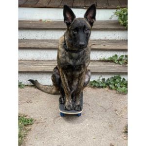 Conclusion-For-How-Rare-is-Brindle-Belgian-Malinois