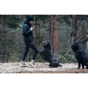 Conclusion-For-How-To-Find-a-Cane-Corso-Trainer