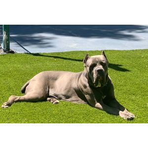 Conclusion-For-Interesting-Facts-About-King-Cane-Corso-Dogs