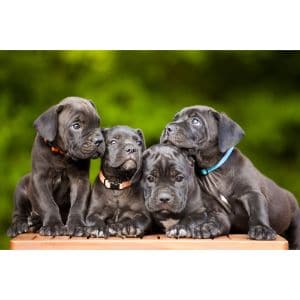 Conclusion-For-Interesting-Facts-About-the-Brindle-Cane-Corso