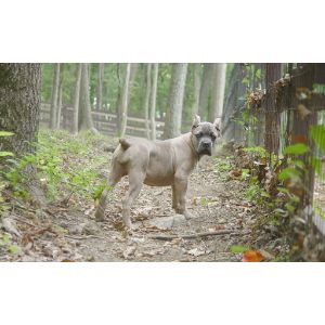 Conclusion-For-Interesting-Facts-About-the-Fawn-Cane-Corso