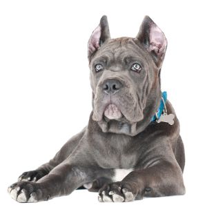 Conclusion-For-Interesting-Facts-About-the-Gray-Cane-Corso