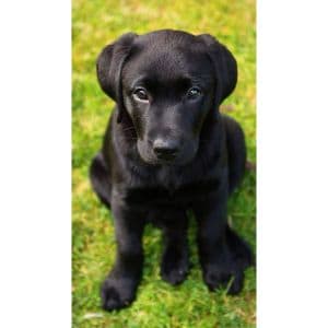 Conclusion-For-Labrador-Puppies-in-Florida-Top-4-Breeders