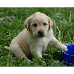 Conclusion-For-Labrador-Puppies-in-Michigan-Top-4-Breeders