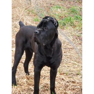 Conclusion-For-Should-You-Crop-Cane-Corso-Ears