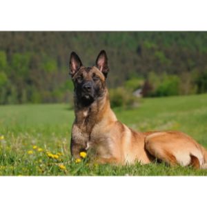 Conclusion-For-What-Is-The-Lifespan-Of-A-Belgian-Malinois