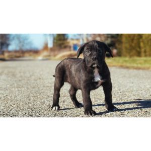 Cost-cane-corso-husky