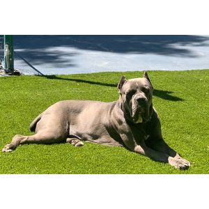 Dal-Cielo-Cane-Corso