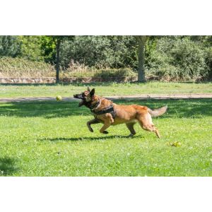 Do-Belgian-Malinois-Need-A-Lot-Of-Exercise