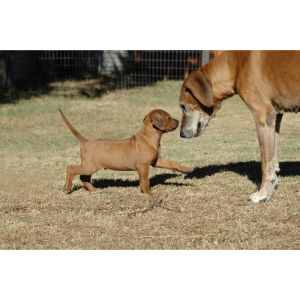 Do-Rhodesian-Ridgebacks-Get-Along-With-Other-Animals