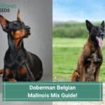 Doberman Belgian Malinois Mix Guide! (2023)