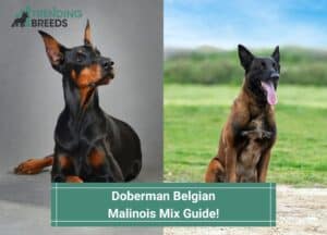 Doberman-Belgian-Malinois-Mix-Guide-template