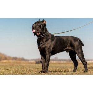 Does-Cane-Corso-Drool