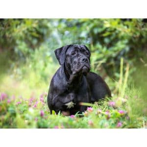 Does-Cane-Corso-Shed