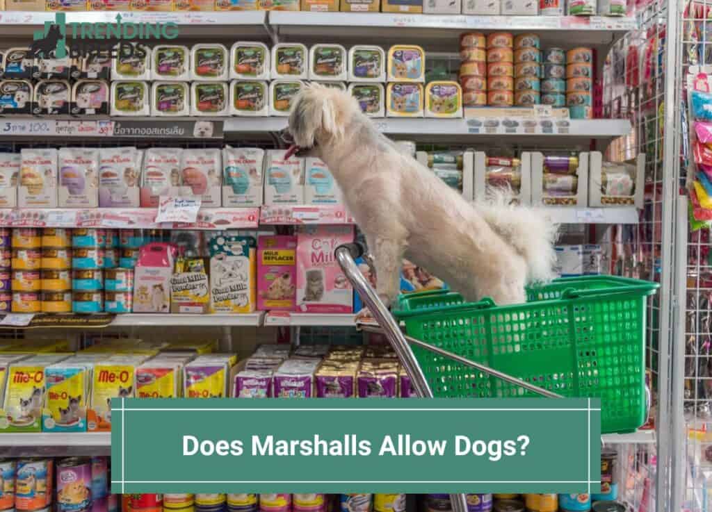 Does-Marshalls-Allow-Dogs-template