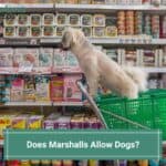 Does Marshalls Allow Dogs? (2023)