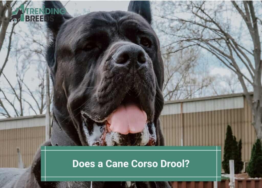 Does-a-Cane-Corso-Drool-template