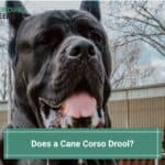 Does a Cane Corso Drool? (2023)