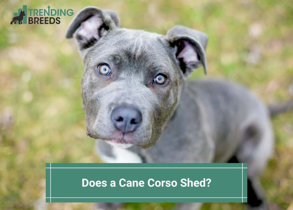 Does-a-Cane-Corso-Shed-template