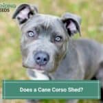 Does a Cane Corso Shed? (2022)