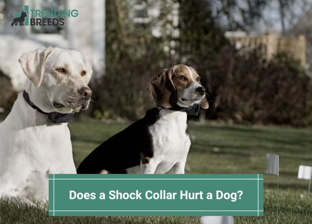 Does-a-Shock-Collar-Hurt-a-Dog-template