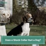 Does-a-Shock-Collar-Hurt-a-Dog-template