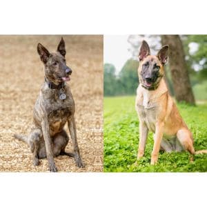 Dutch-Shepherd-vs-Belgian-Malinois