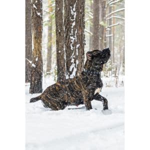 Exposing-Your-Cane-Corso-To-Colder-Temperatures