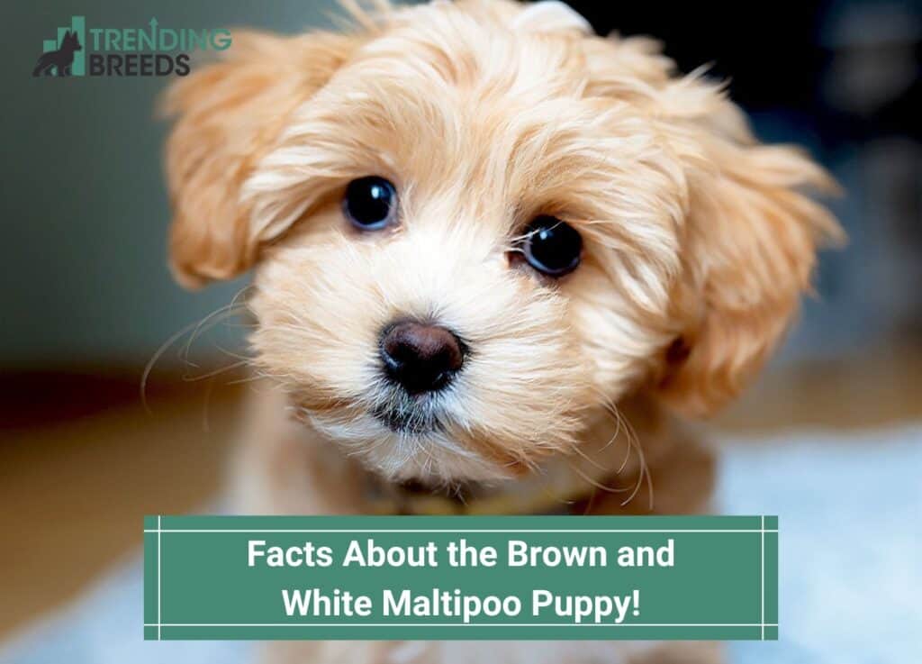 Facts-About-the-Brown-and-White-Maltipoo-Puppy-template