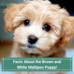 9 Facts About the Brown and White Maltipoo Puppy! (2023)